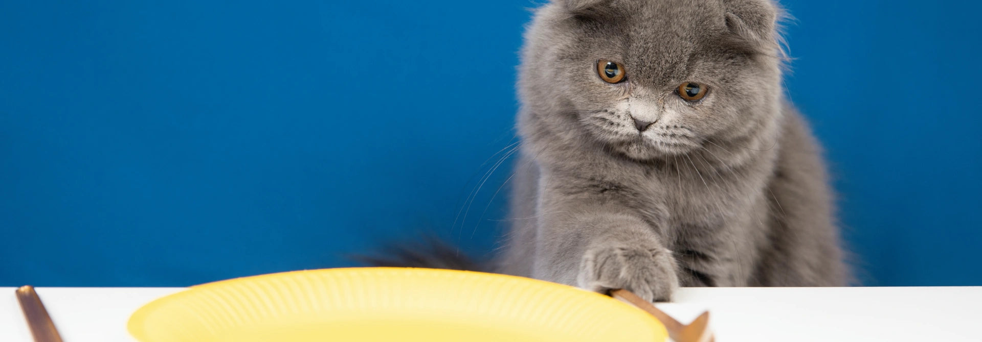 Fresh Meals <br>for Cats